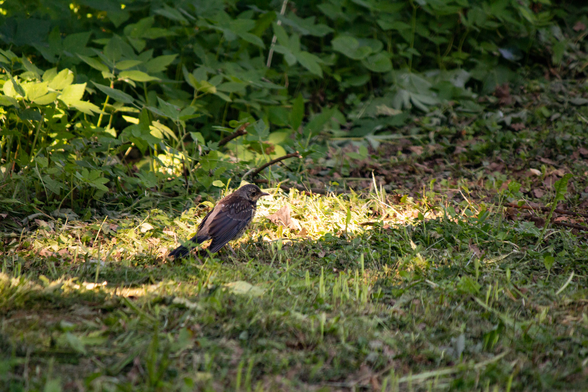 IMG_6070.jpg