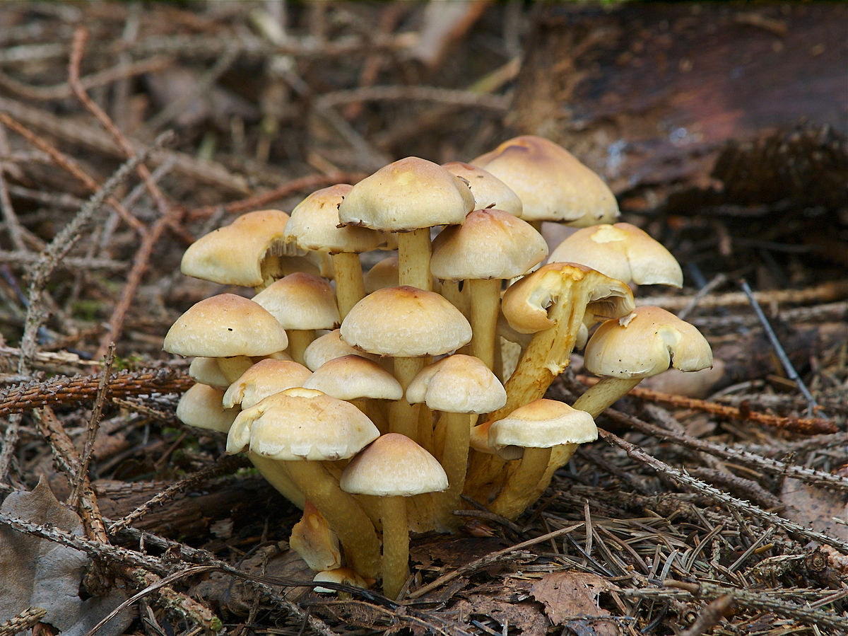 1200px-Hypholoma_fasciculare_LC0091.jpg