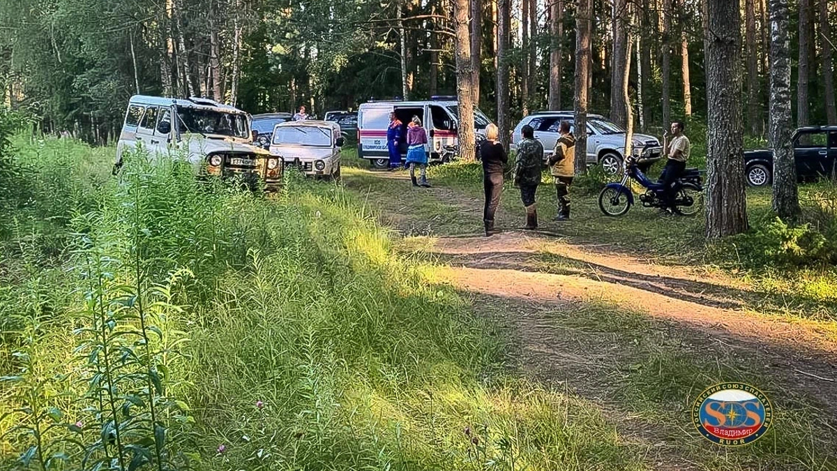 Во Владимирской области искали сразу троих пропавших в лесу грибников -  новости Владимирской области