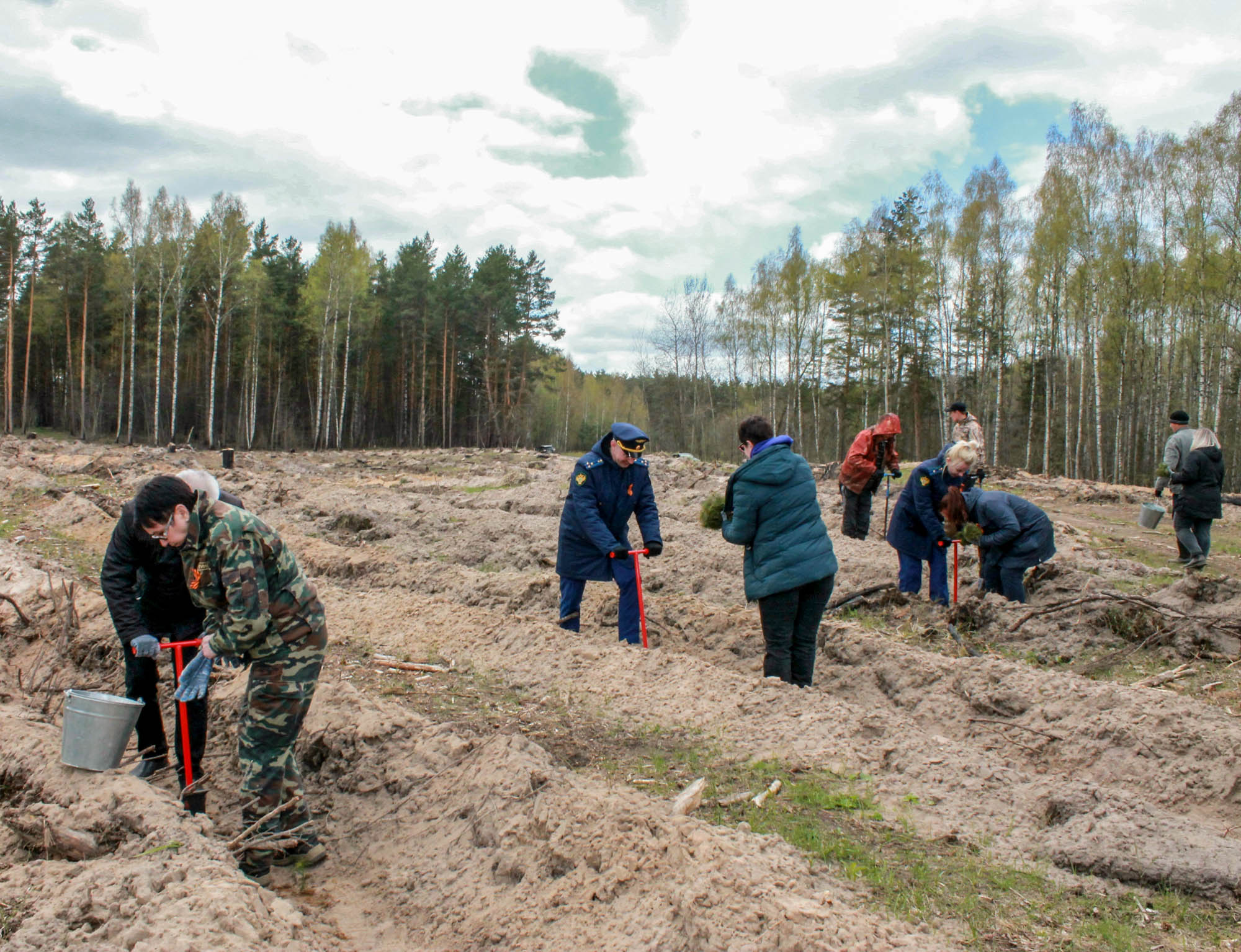 Владимирский лесхоз» провел патриотическую акцию «Сад памяти», высадив  саженцы сосны на месте пострадавшего в пожаре леса - новости Владимирской  области