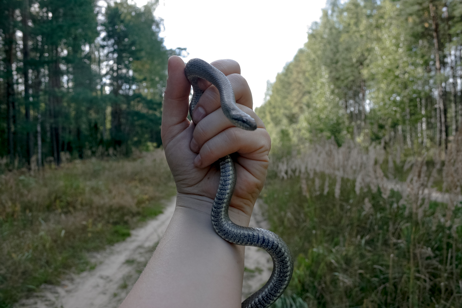 фото змей средней полосы россии