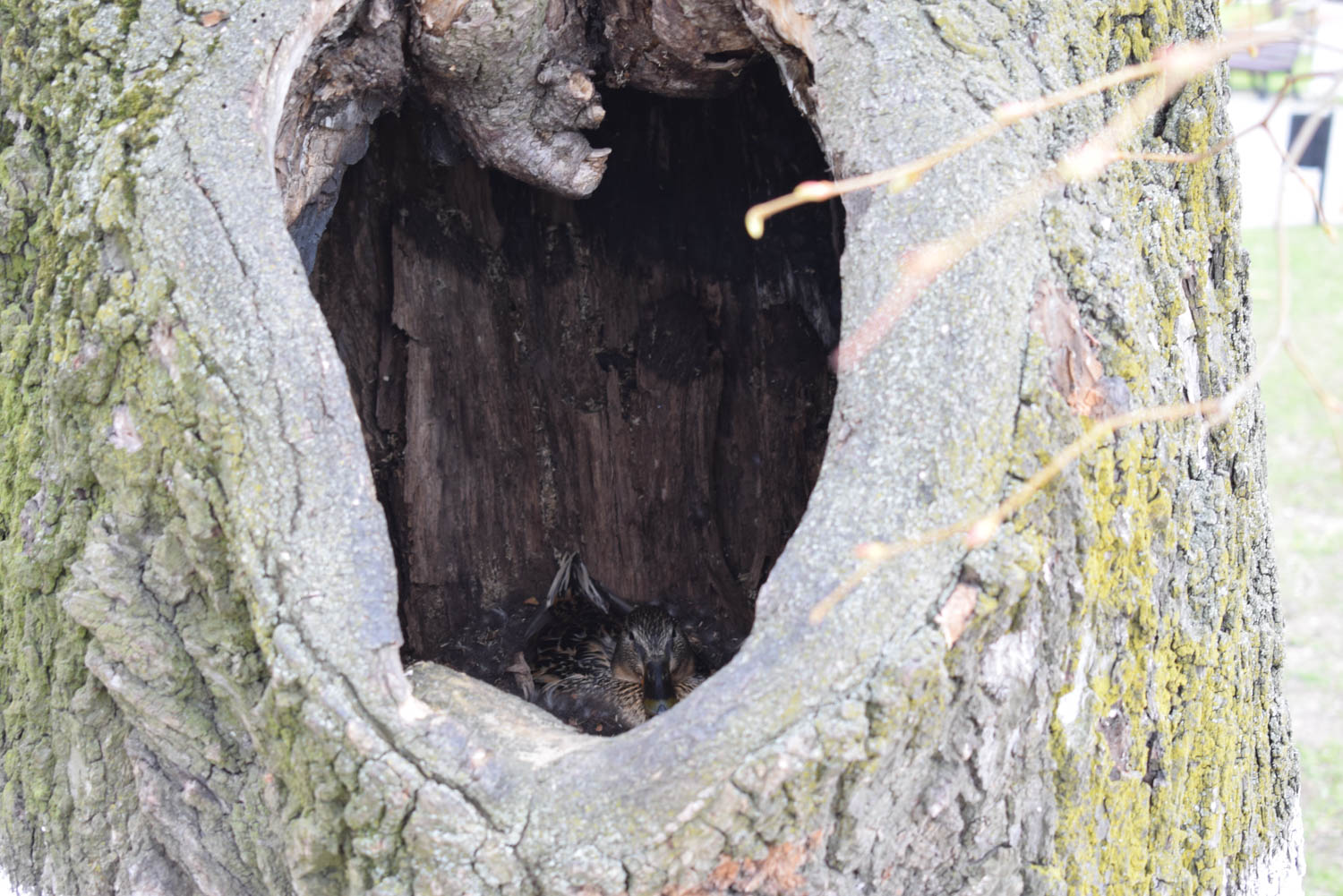 Гнездо в дупле дерева