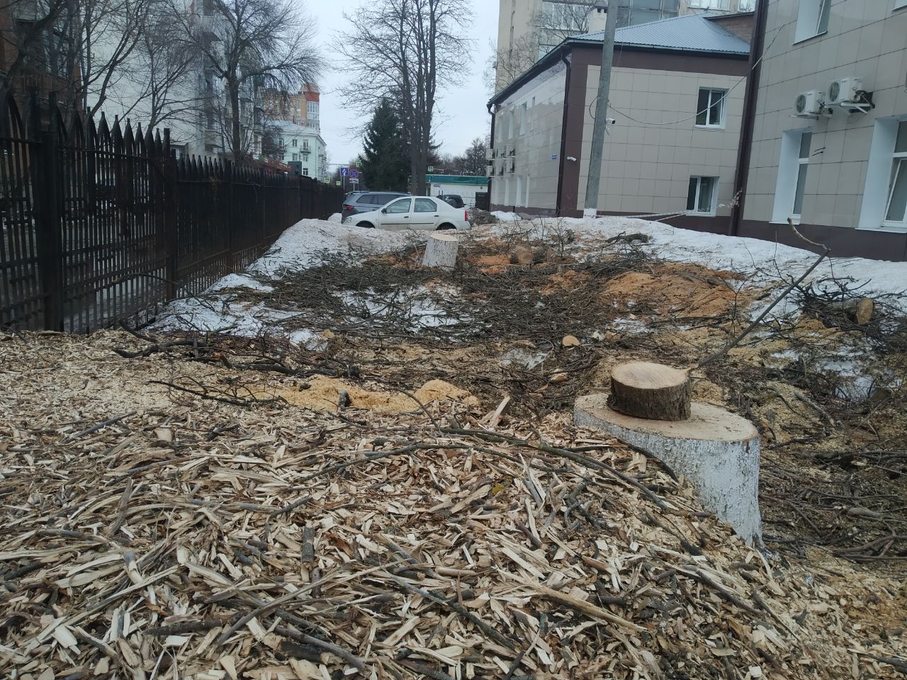 Новости владимира видео. Вырубка деревьев. Город без деревьев. Во дворе.