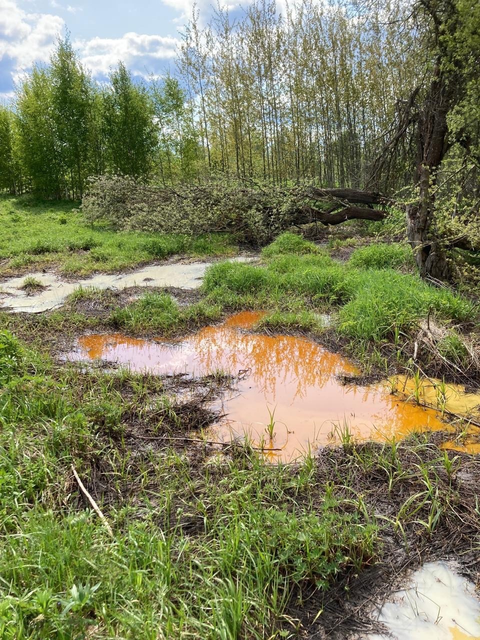 В озере под Киржачом прокуратура зафиксировала массовый мор рыбы - новости  Владимирской области