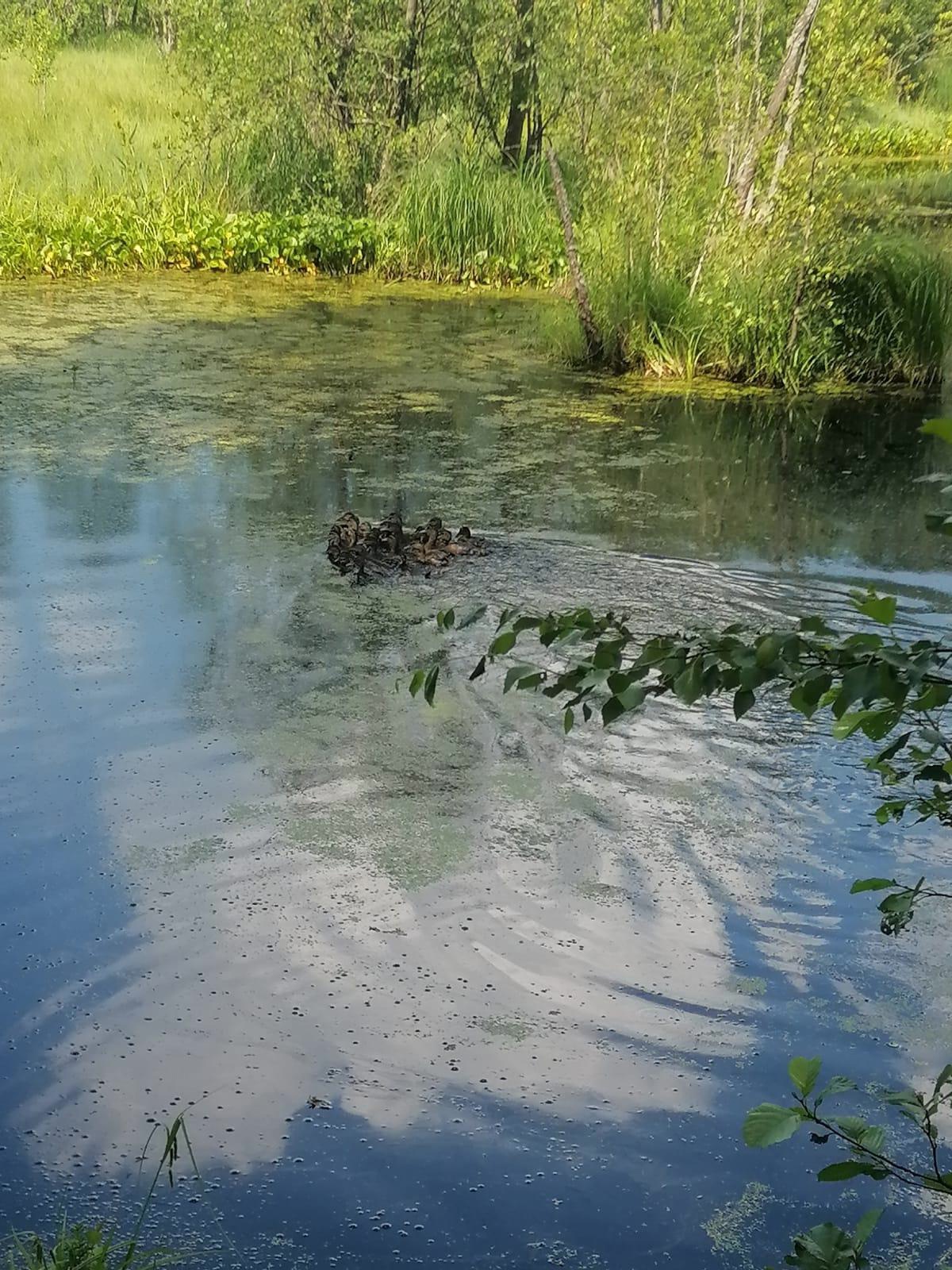 Во Владимирской области на дикие водоемы подселили больше полутора тысяч  утят - новости Владимирской области