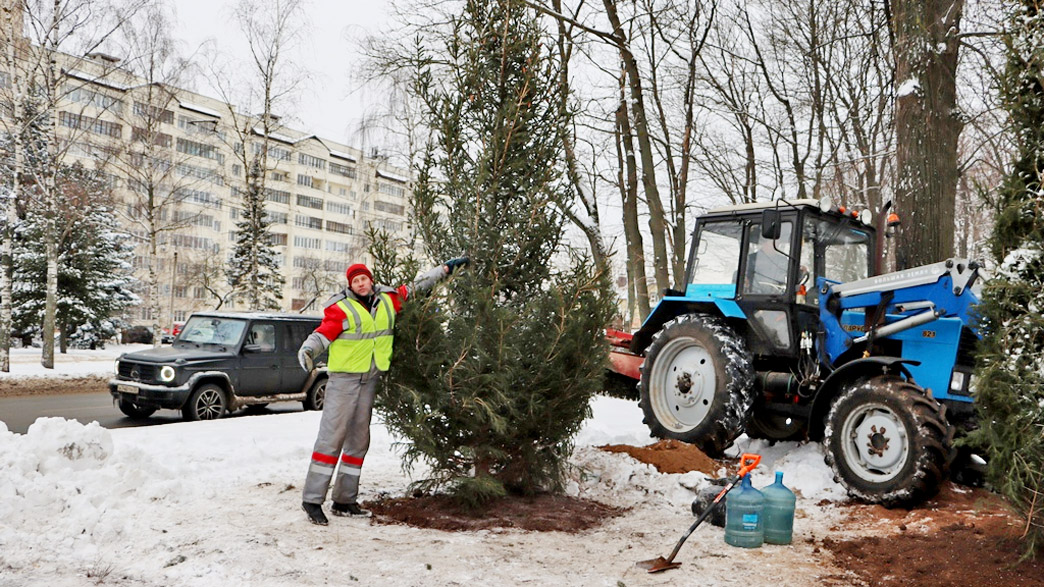 foto_newtreesVS.jpg