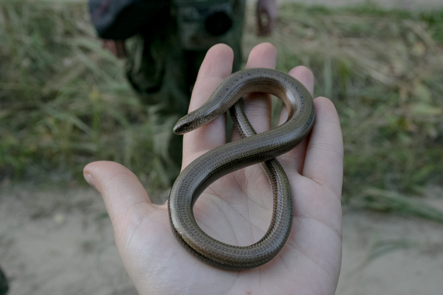 Змеи калужской области какие водятся фото и названия