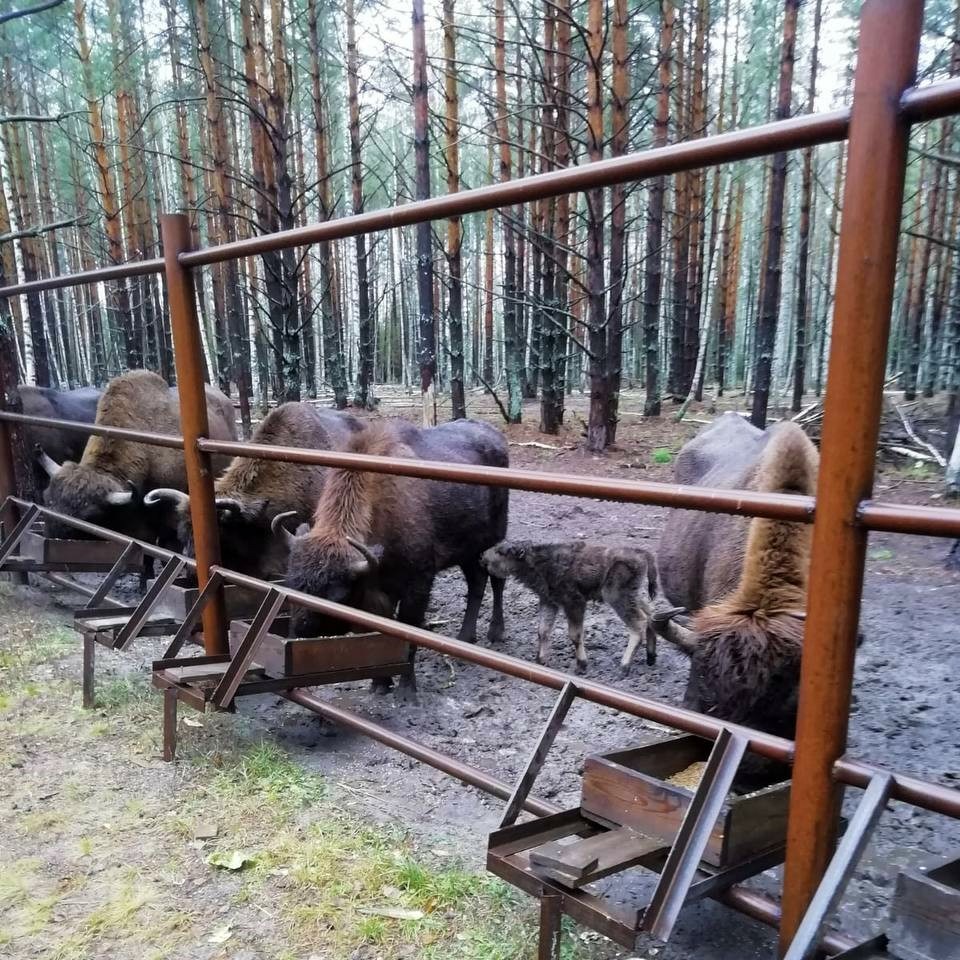 Транснефть2.jpg