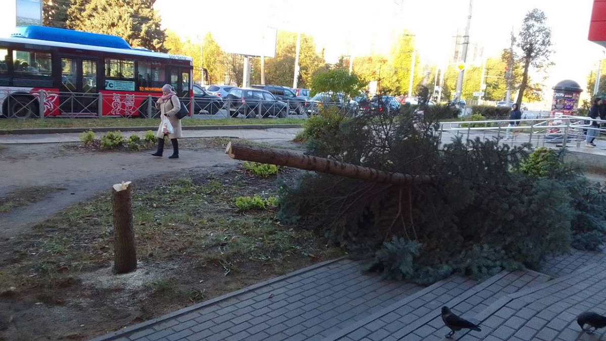 Владимирская полиция разыскивает таинственного дровосека | 17.10.2023 |  Владимир - БезФормата