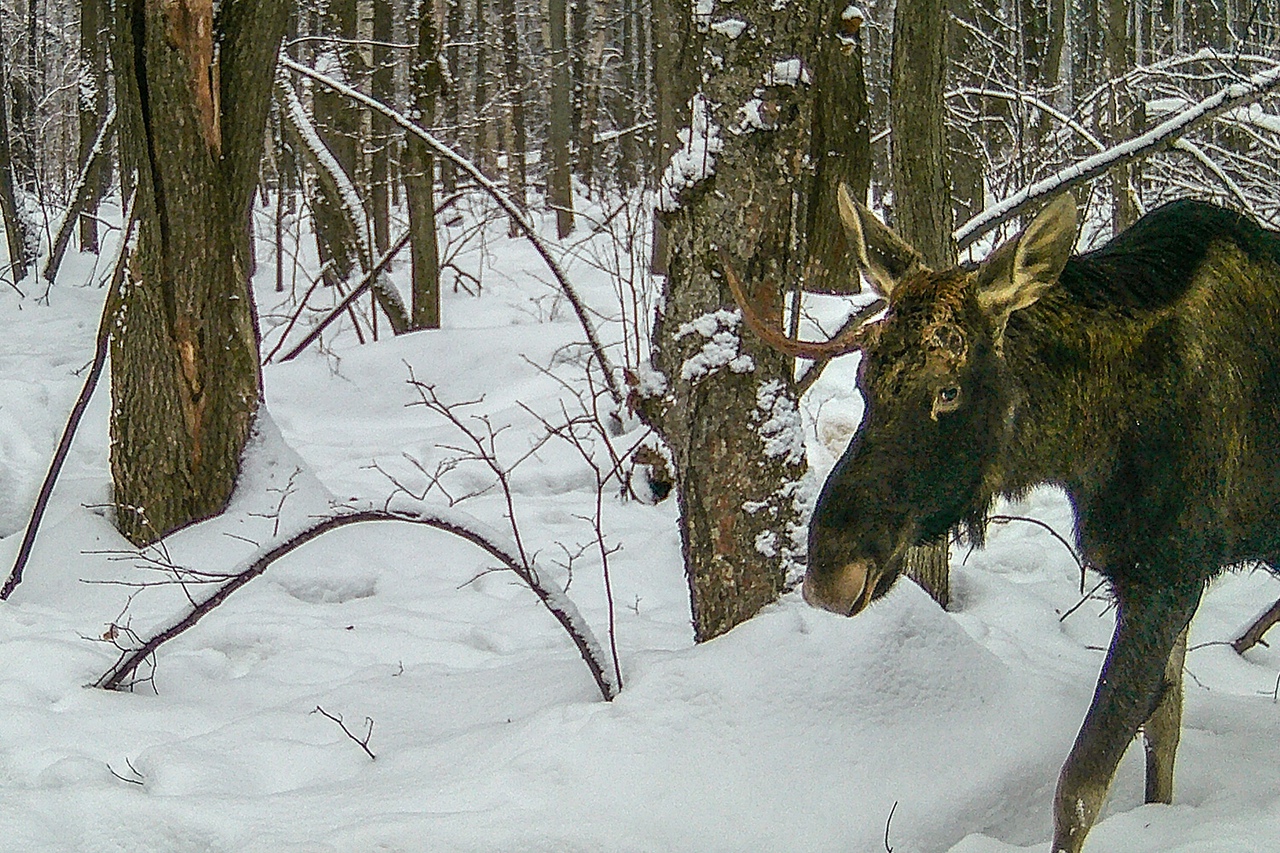 Рога лося зимой