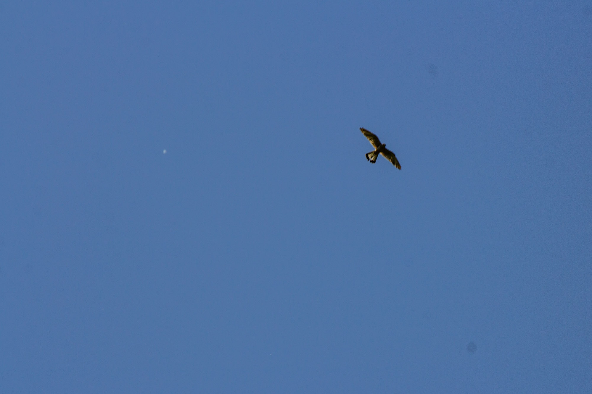IMG_6211.jpg