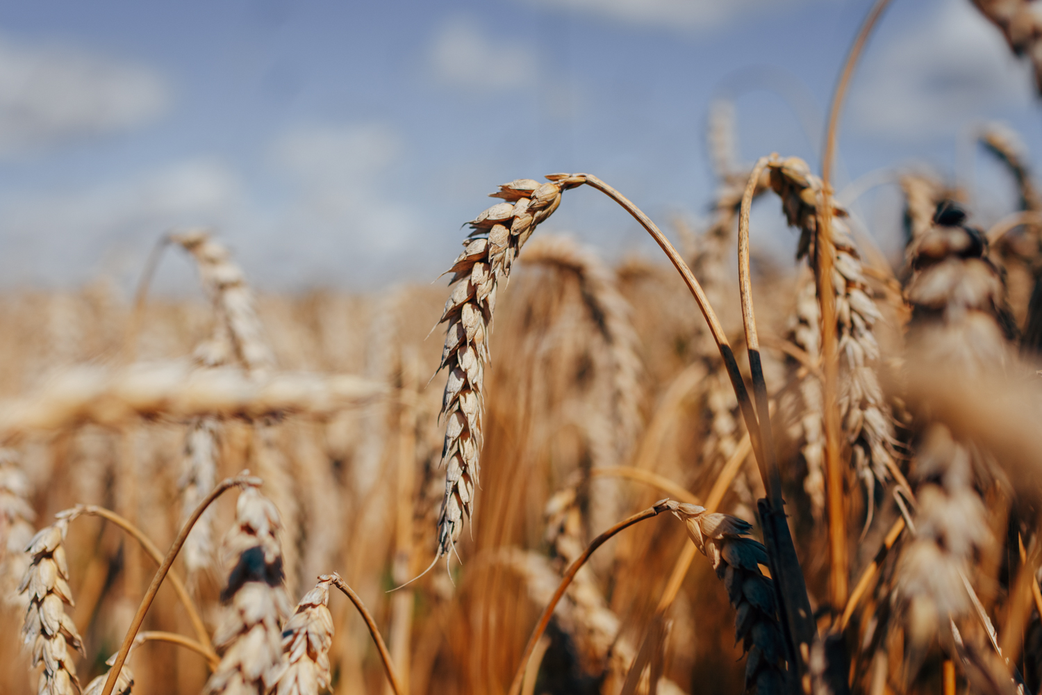 Выращивание пшеницы в Оренбургской области\