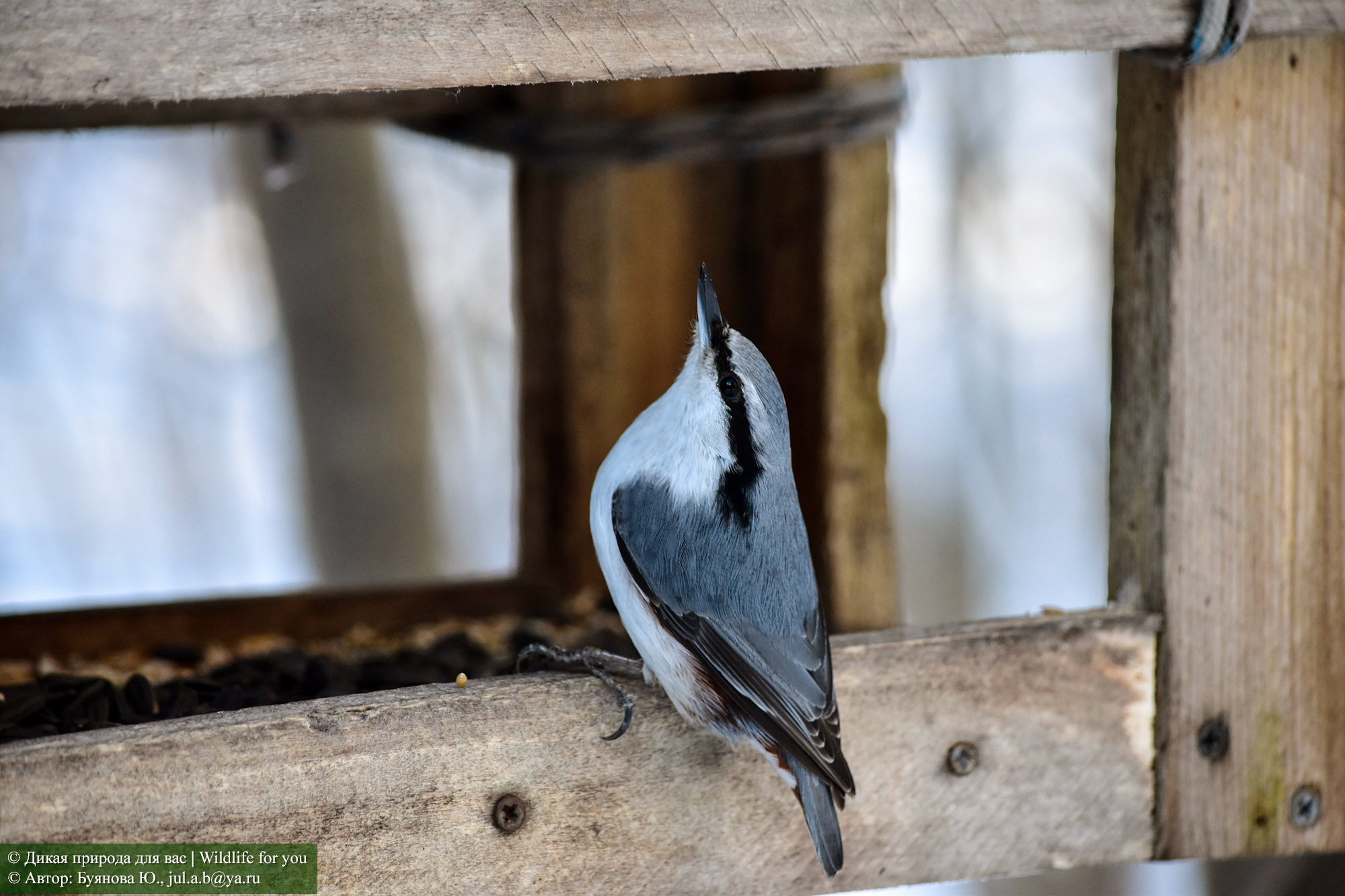 Фото птиц владимирской области