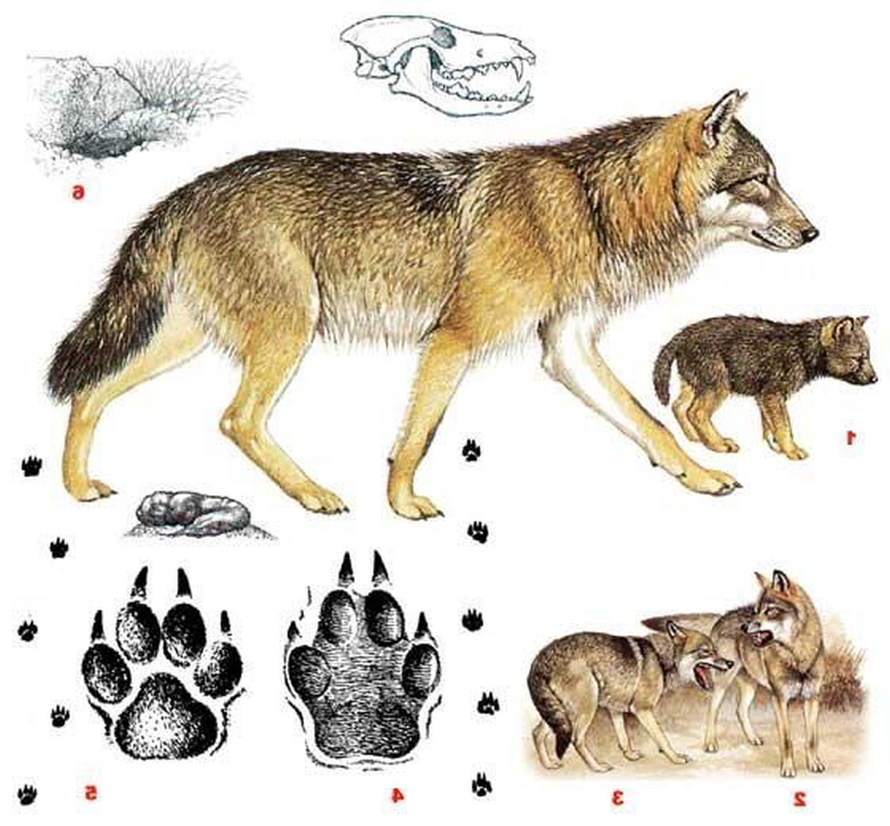 Волк - canis Lupus следы