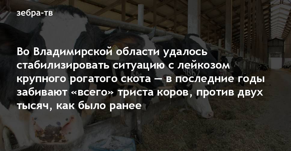 Лейкоз у коров что это такое мероприятия профилактика Лейкоз у коров: что это такое, мероприятия, профилактика