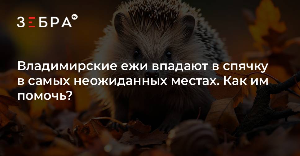 Про ежика впадающих в спячку. Про ежика впадающих в спячку