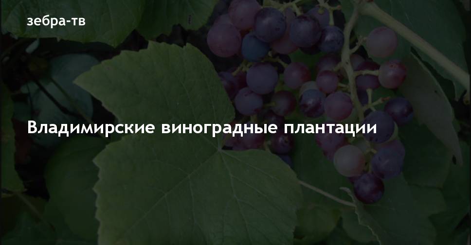 Владимирские виноградные плантации - новости Владимирской области