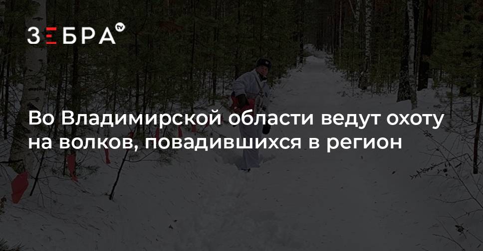 Во Владимирской области ведут охоту на волков, повадившихся в регион ...