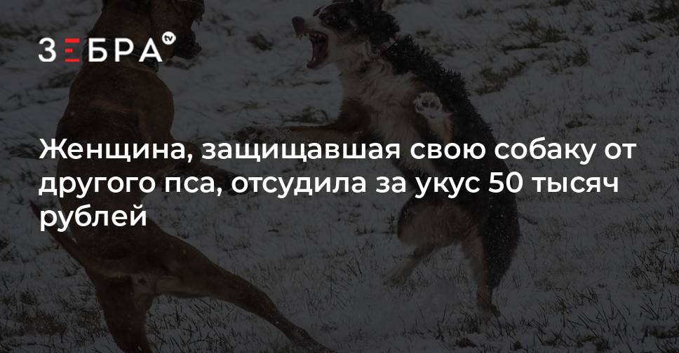 Моральный вред укус собаки. Собака загрызла другую собаку. Женщина отсудила 15 тысяч рублей за укус собаки. Человек пересадил свои собаки на другого человека морду.