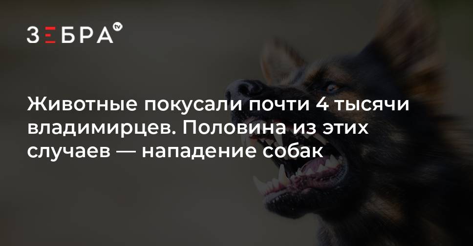 Закон зверя 2 прохождение. Нападение и укусы хищных животных. Бешенство у животных и человека данные за 2021 год в Ивановской области. Роспотребнадзор и собаки.