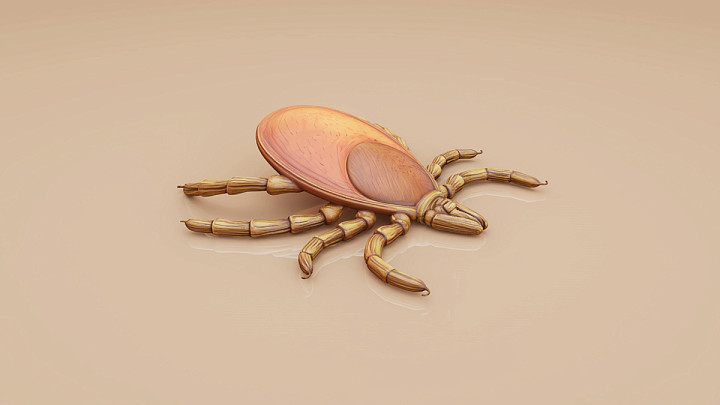 Самые крупные парки Владимира закроют для обработки от клещей