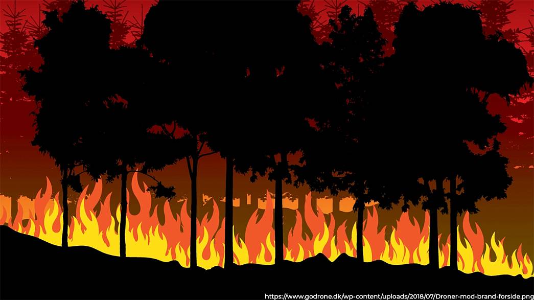 Почему во Владимирской области удалось сократить количество лесных пожаров?
