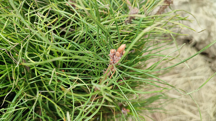 Минлесхоз привлёк более трёх тысяч человек к восстановлению лесов