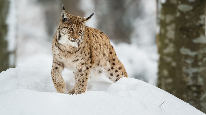 Во владимирских лесах хозяйничают рыси