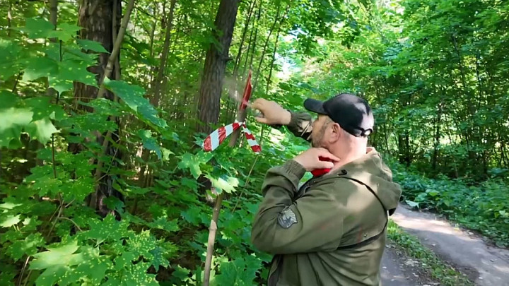 Во Владимире начнут приводить в порядок городские леса