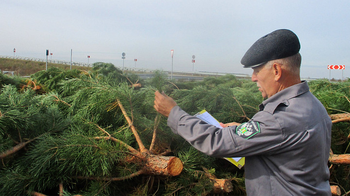 Владимирская область выступила донором новогодних деревьев