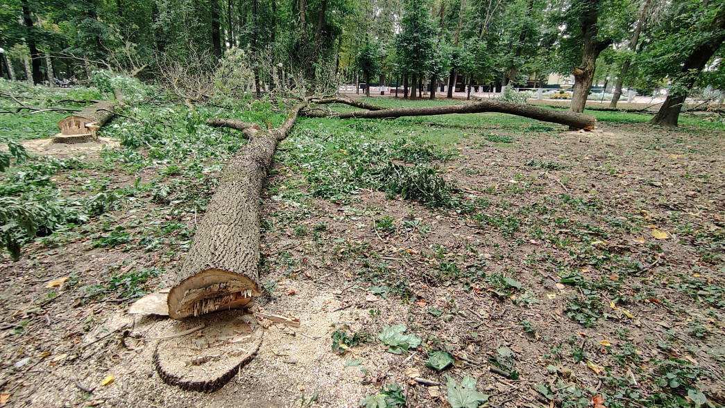 Что стало причиной лесоповала в Центральном парке города Владимира?