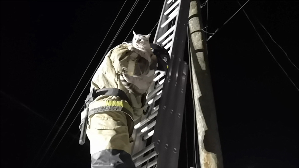 Спасатели сняли домашнего кота с электрического столба