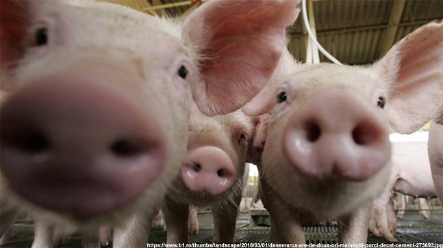 Свиноферму «Мортадель» отключили от света за долги