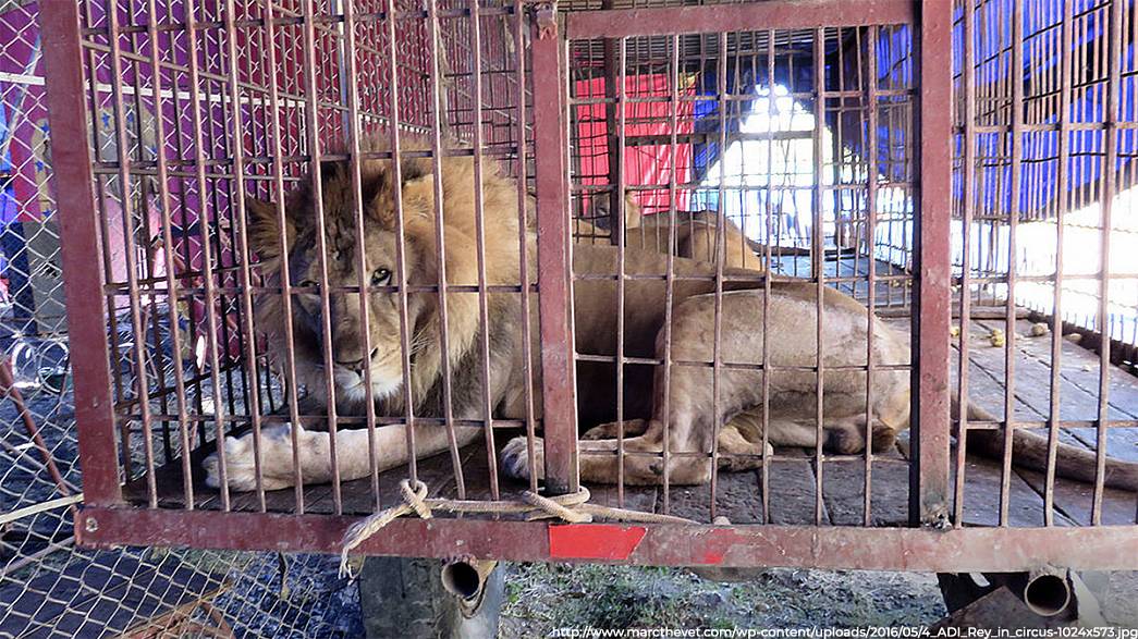Кольчугинские прокуроры ополчились на индустрию развлечений: нарушения найдены в работе передвижного зоопарка и местных аттракционов