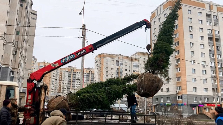 В преддверии Нового года на улице Сперанского во Владимире высадили пятиметровую ель