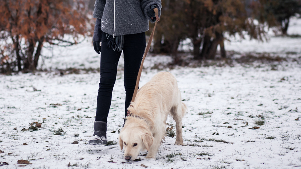 Дорожных рабочих бросили на очистку улиц города Владимира от собачьих фекалий