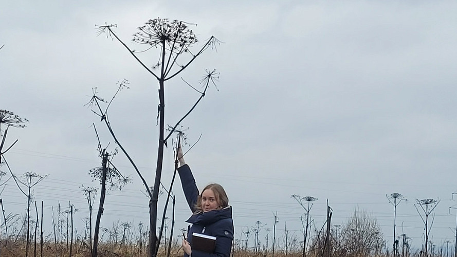Деньги из бюджета на борьбу с борщевиком взял, но бороться с сорняком не стал
