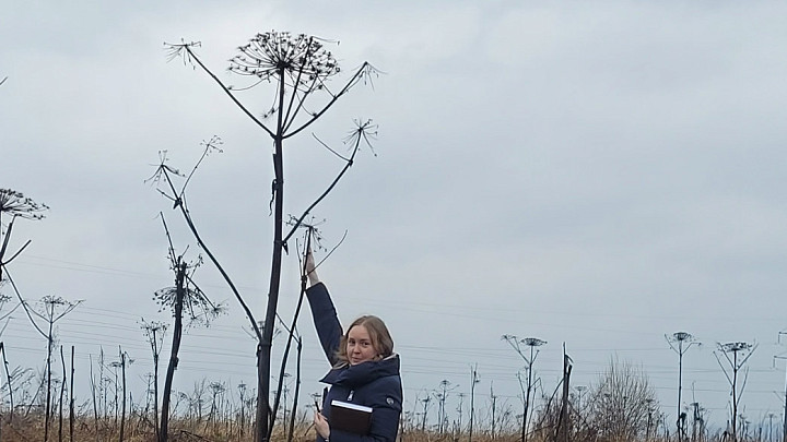 Деньги из бюджета на борьбу с борщевиком взял, но бороться с сорняком не стал