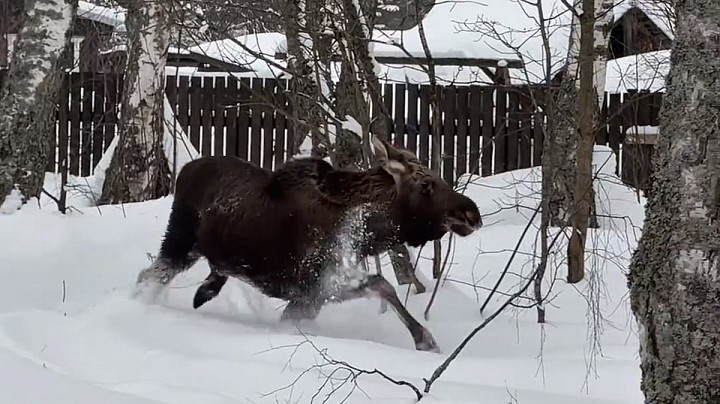 Лоси сами выходят позировать к дому владимирского фотографа-натуралиста