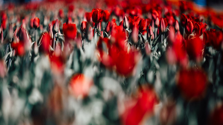 Владимир хотят превратить в цветочный город