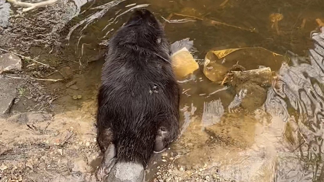 В Коврове спасатели выручили бобра