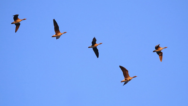 В небе над Владимирской областью идет массовая миграция гусей