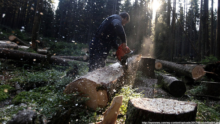 Два браконьера незаконно вырубили тысячу кубометров владимирского леса