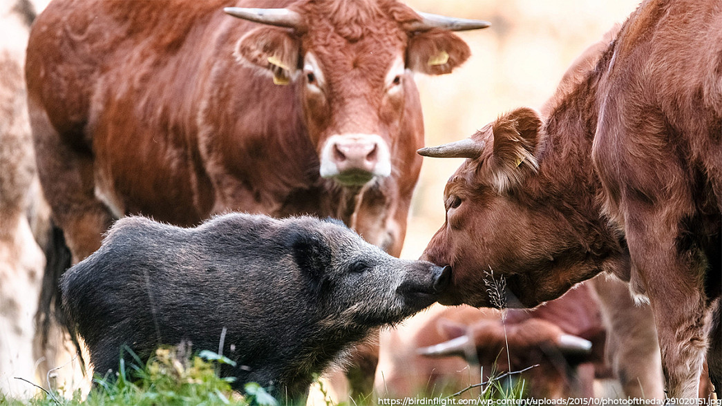 Какие проблемы возникли в мясном и молочном животноводстве Владимирской области и как власти намерены их решать?