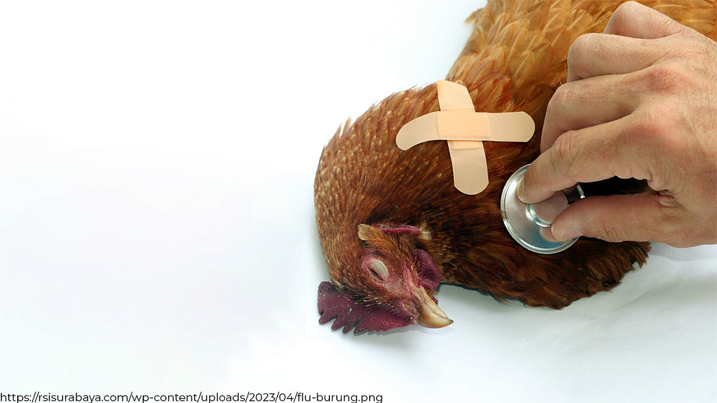 В Коврове — новая эпизоотия: теперь там нашли высокопатогенный грипп птиц