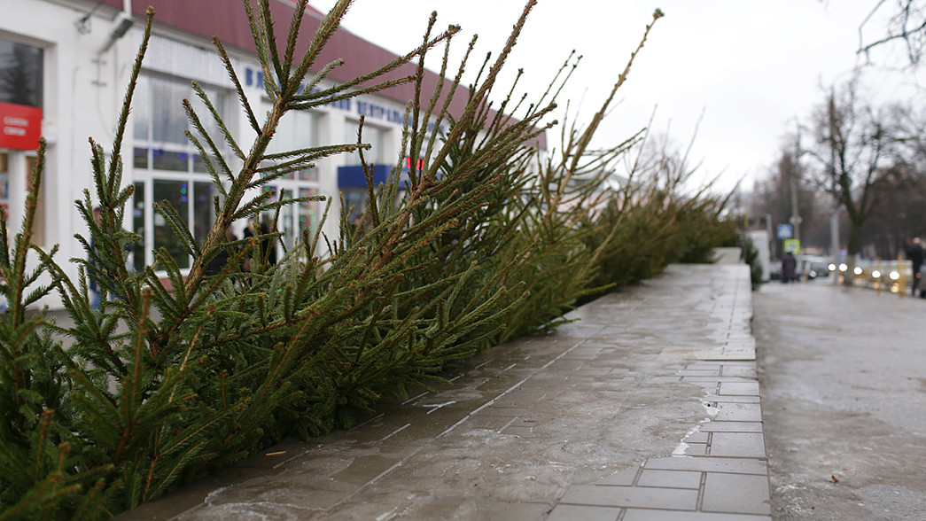 Во Владимире откроют пять елочных базаров, на которых можно будет купить живые новогодние елки