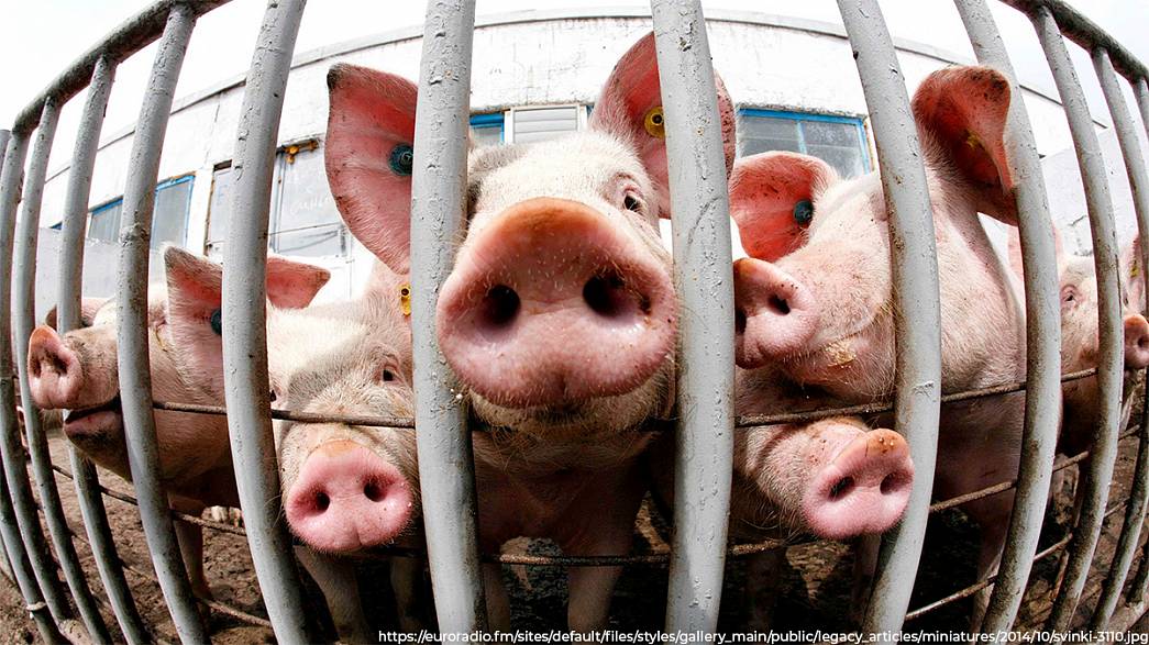 Во Владимире карантин по африканской чуме свиней снимут только в конце апреля