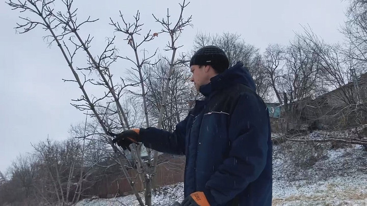 А что, так можно? Владимирские садовники показали, как правильно формировать крону деревьев