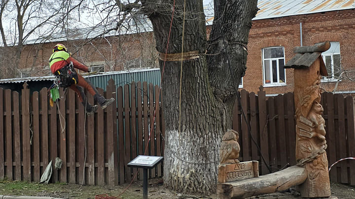 Во Владимире приступили к спасению реликтового дуба
