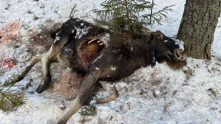 Под Камешково нашли еще одного убитого лося — уже второго за месяц